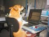 hund-computer.jpg