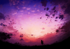 Konachan.com - 175124 clouds kami_(yoshipt0716) original scenic silhouette sky sunset.png